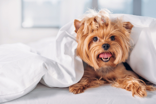 A happy Yorkie laying under the covers