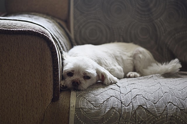 dog, pet, animal, couch, nature, sofa, gray couch
