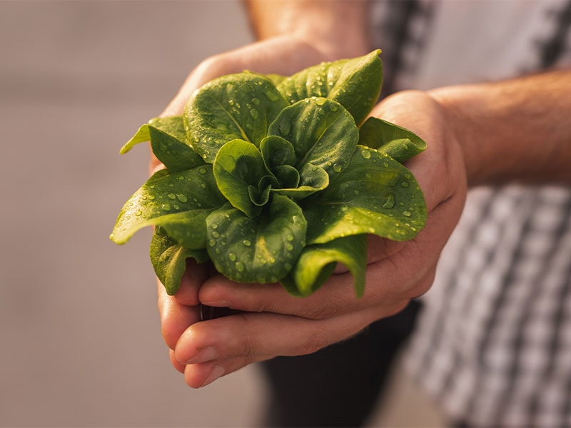 Start Your Indoor Lettuce Garden Today!