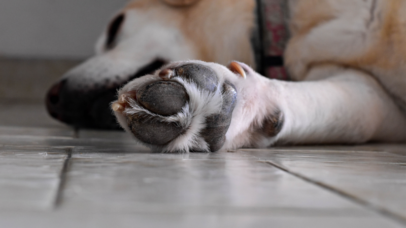 Swollen paw outlet pad