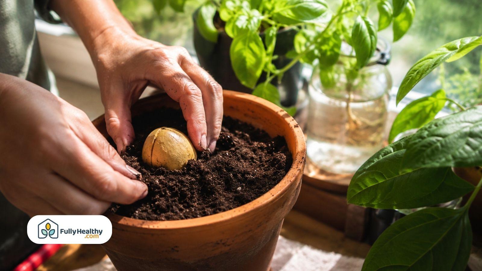 Hands planting avocado seed in pot beside healthy indoor herb plants