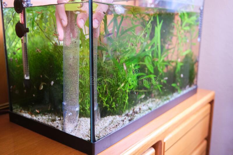 Important part of aquarium maintenance is cleaning you substrate