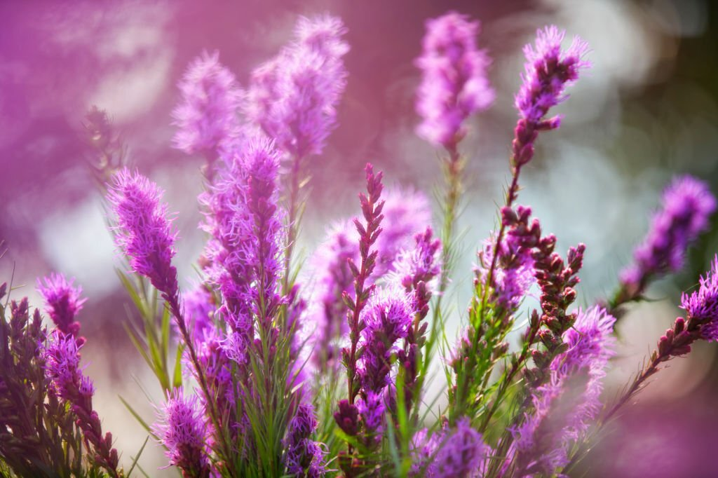 Liatris