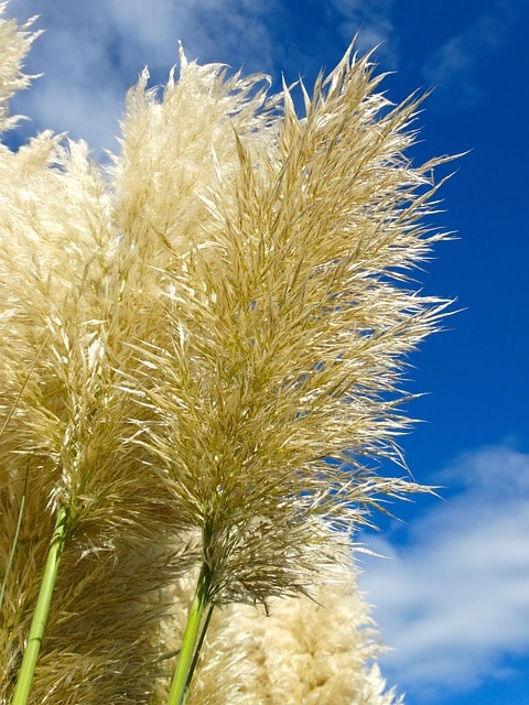 pampas grass, grass, fluffy, airy, nature, plant, pampas grass, pampas grass, pampas grass, pampas grass, pampas grass, grass