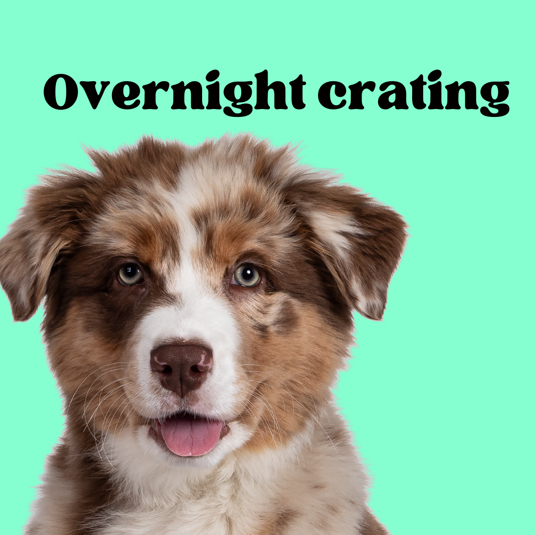 How long and until what age should a dog sleep in a crate DailyBark