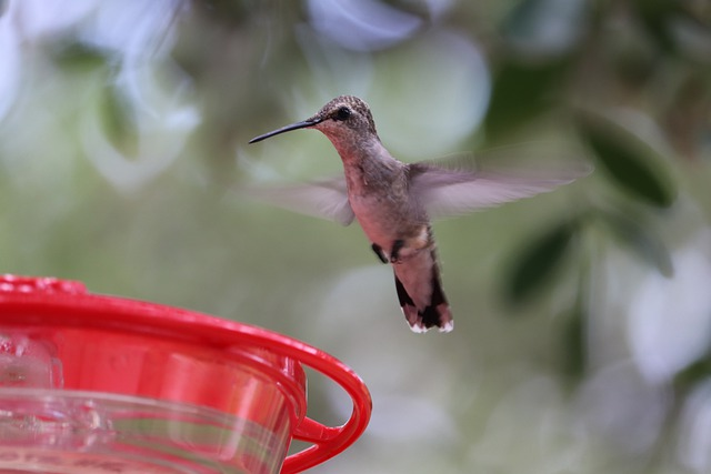 How To Make A Hummingbird Feeder Out Of A 2-Liter Bottle