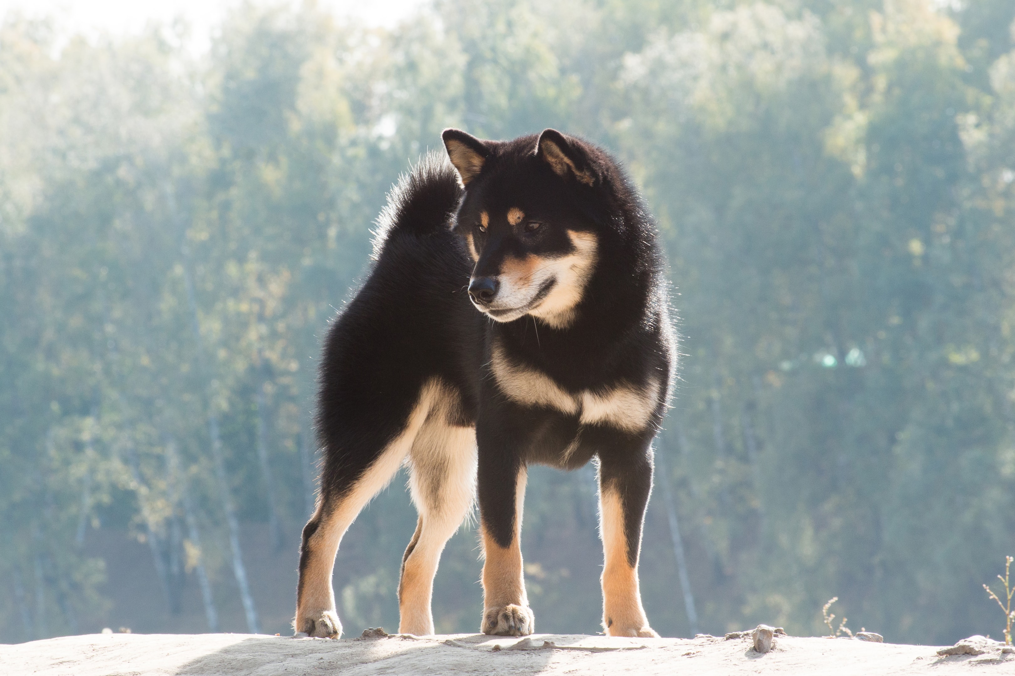 A black and tan Shiba standing on a rock