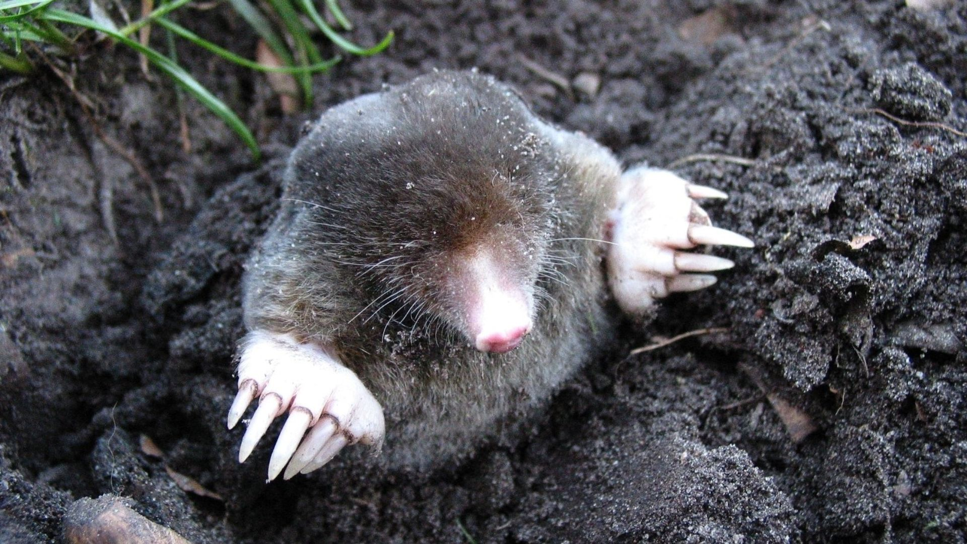 An image of a mole popping out of a burrow. 
