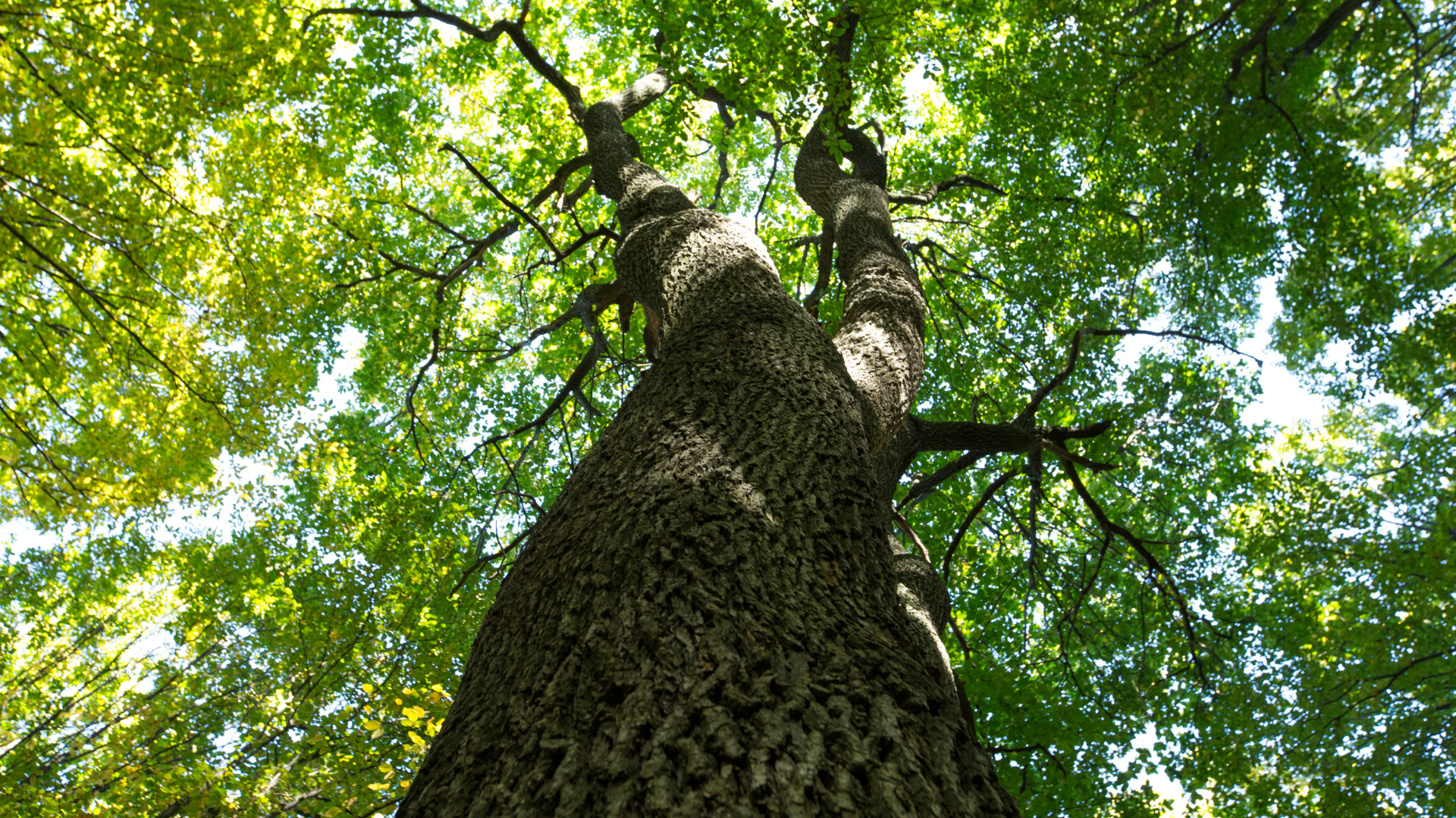 Forested areas like this one can be challenging to work around due to environmental protections.