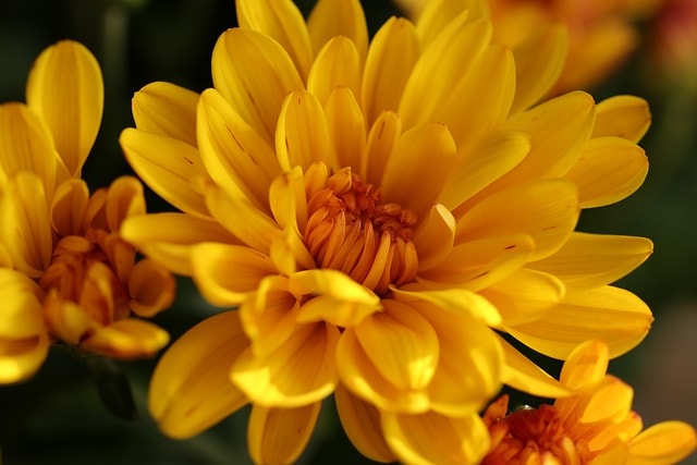 chrysanthemum, flowers, flora, autumn, nature, herfstplanten, autumn color, chrysanthemums, yellow, flower wallpaper, orange, bronze, plants, chrysanthemum, beautiful flowers, chrysanthemum, flower background, chrysanthemum, chrysanthemum, chrysanthemum, chrysanthemums