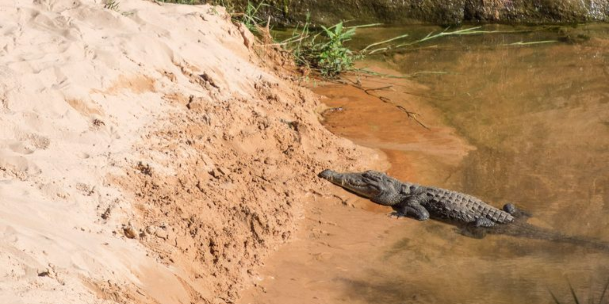 interesting animals in chad