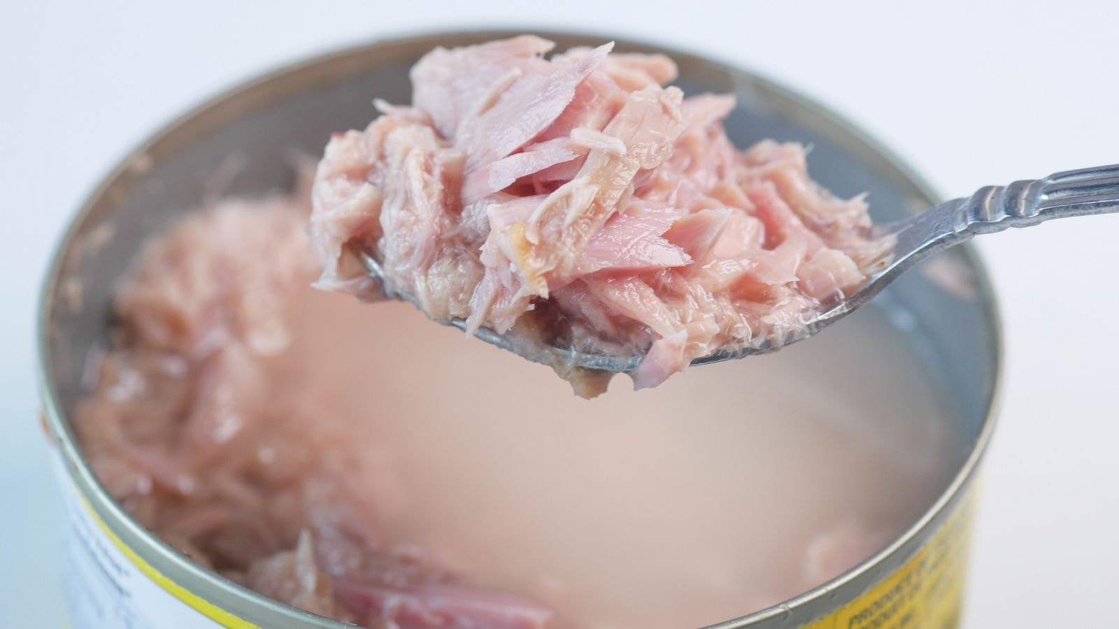 Spoon lifting tuna from an open can packed in its own juices