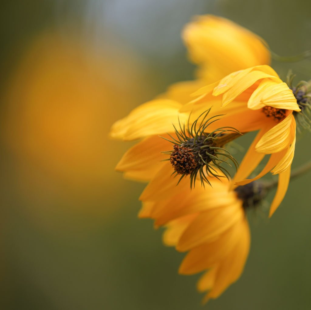 Willow-Leaved Sunflower