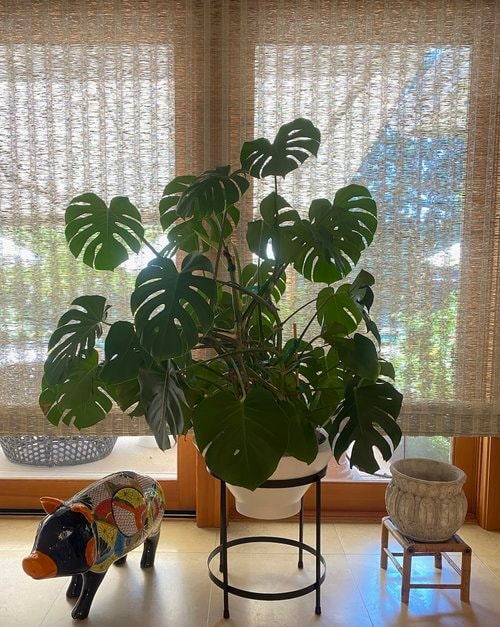 monstera alba Monstera Borsigiana Variegata Albo (Mature Mother Plant) Full White Variegation (At Least An Almost All White Leaf) main image 1