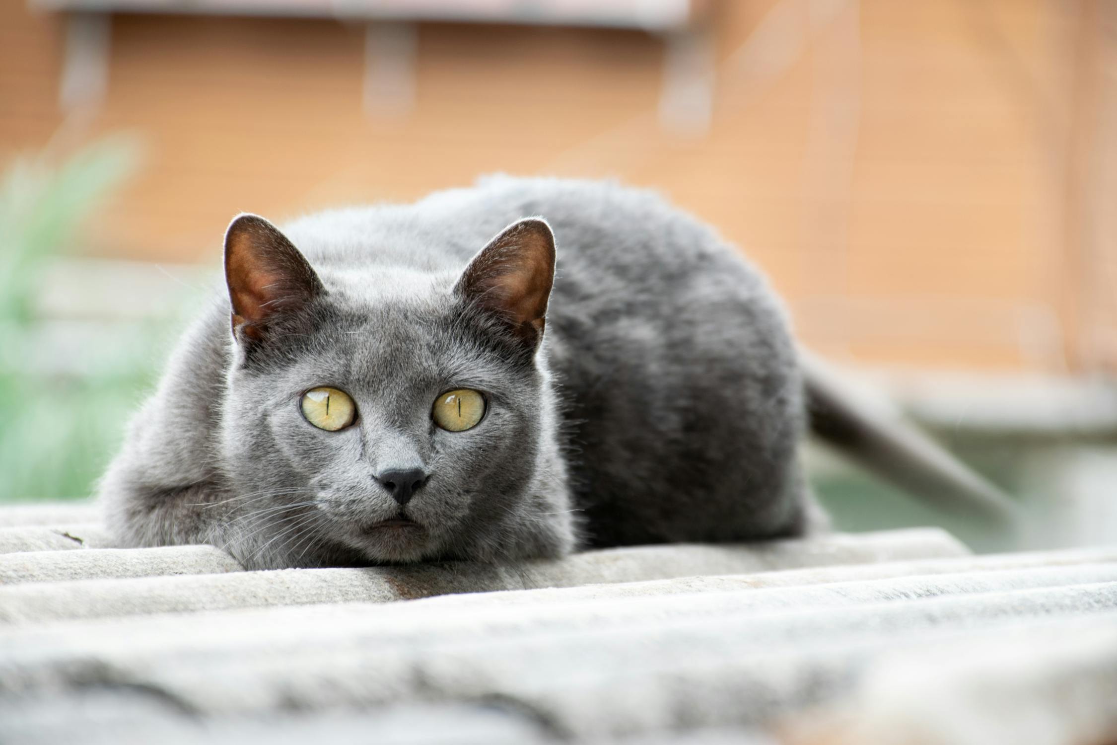 cat on a roof