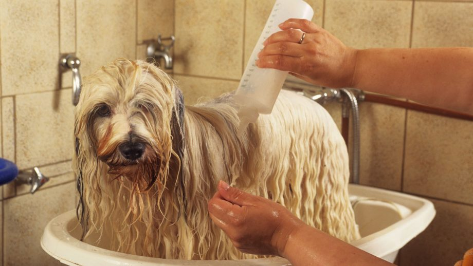 how to choose the best dog shampoo Australia