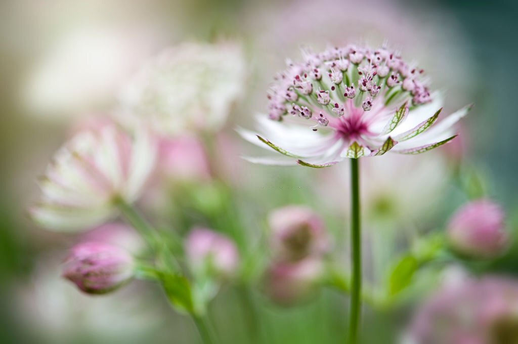 28 Beautiful Flower Names That Start With A 22