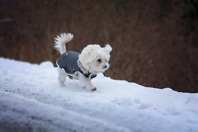 dog, young dog, maltese