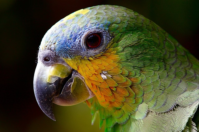 parrot, macaw, head