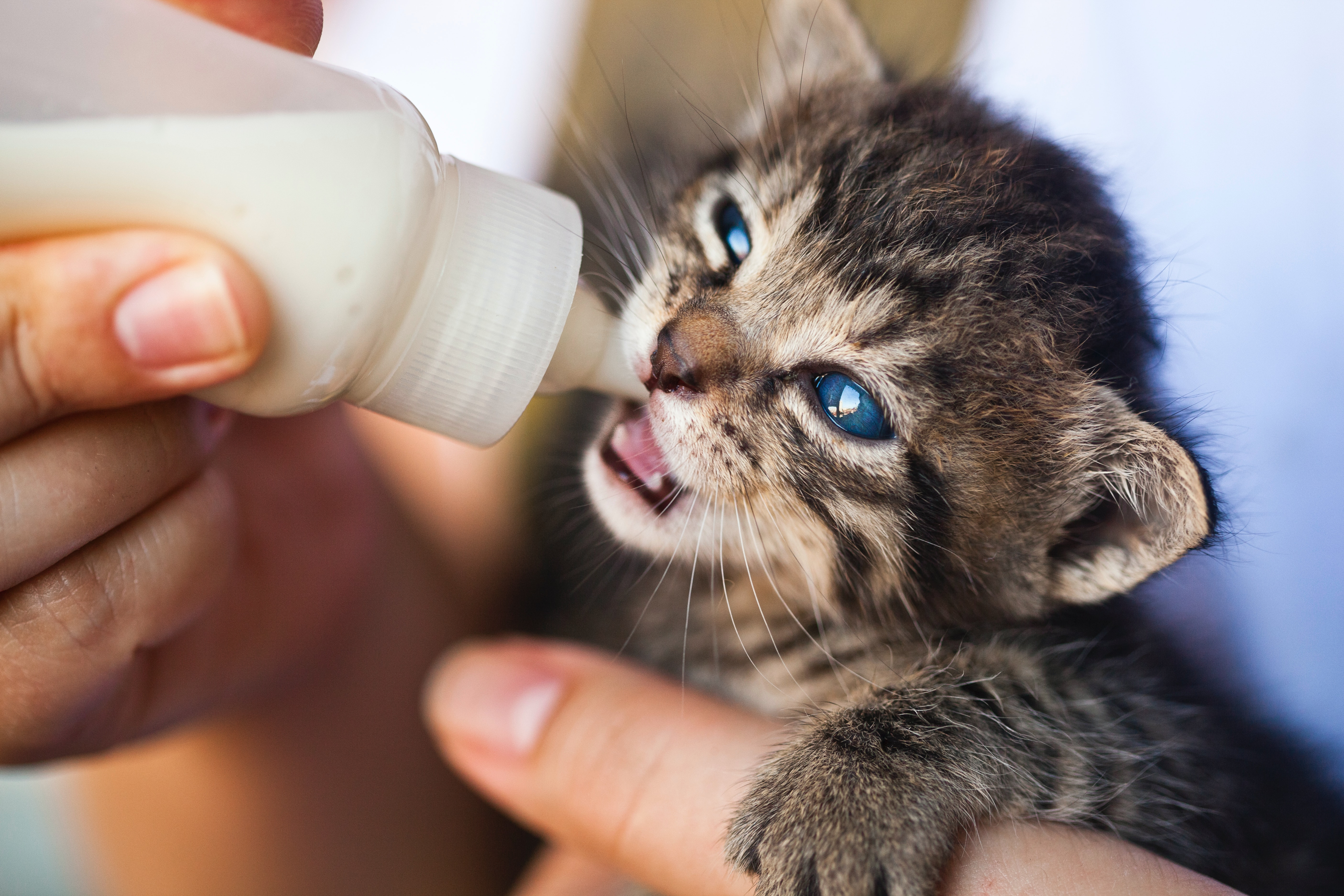 Souce: https://www.pexels.com/photo/close-up-photo-of-person-feeding-a-kitten-1981111/