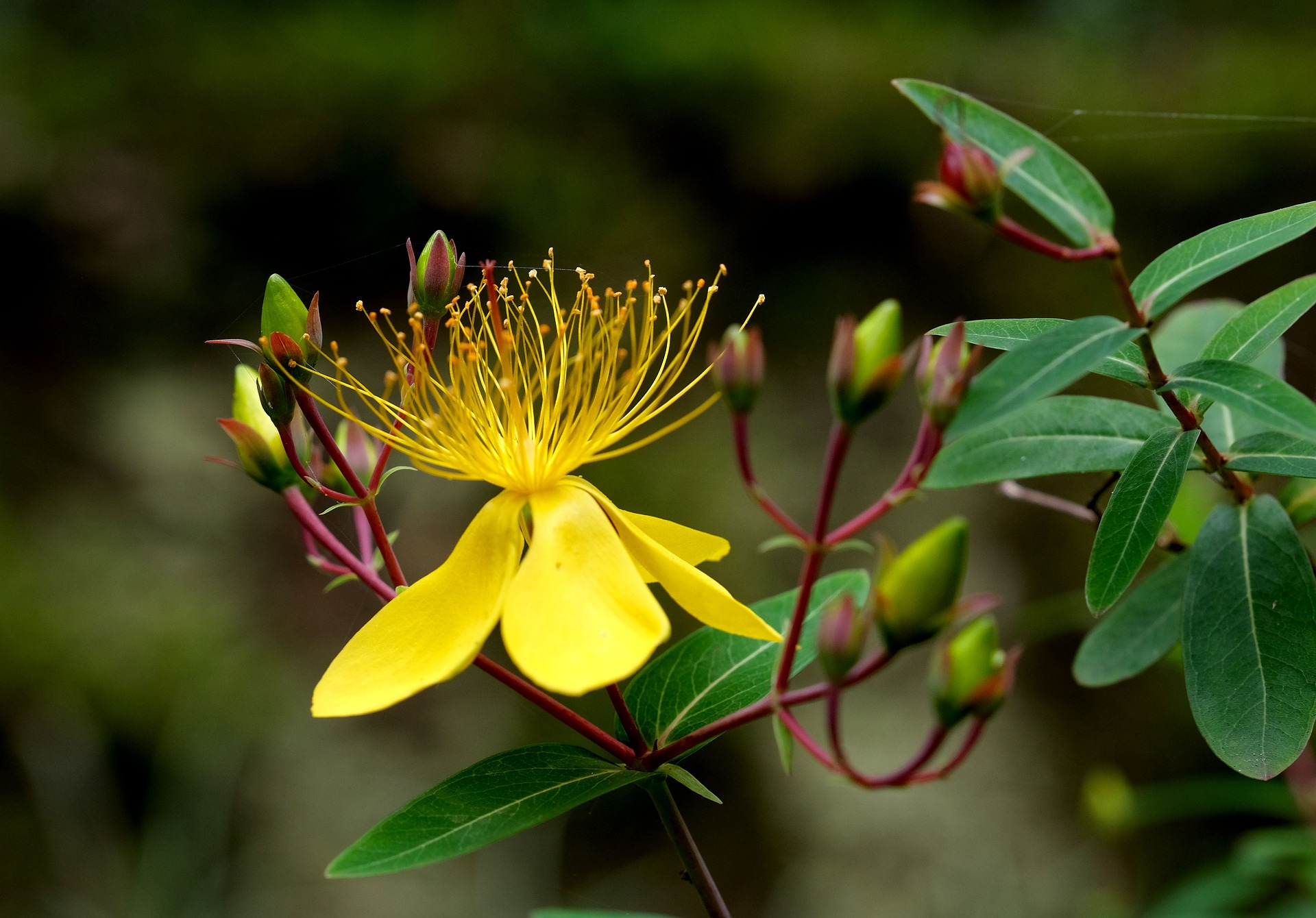 Research suggests St John's Wort can provide short-term relief from depression symptoms