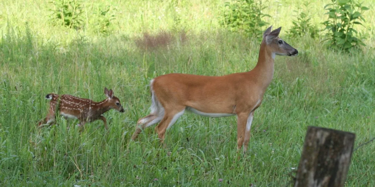 interesting animals in georgia