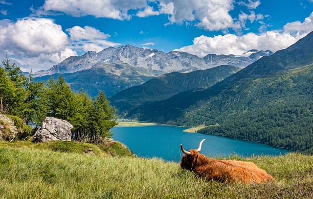 lake, cow, highland cattle