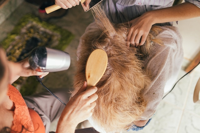 Person Combing Dog's Hair