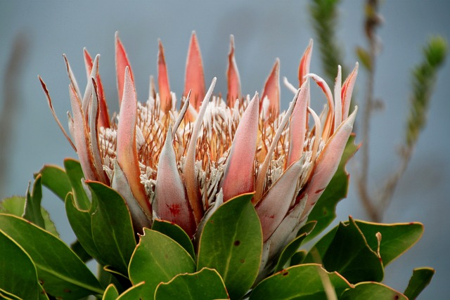 queen protea, blossom, protea compacta, flower head, interesting plant, protected plant