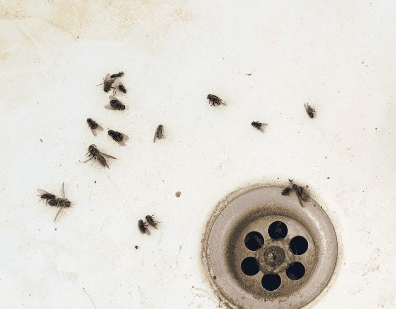 How to Get Rid of Drain Flies/Moth Flies and Prevent an Infestation