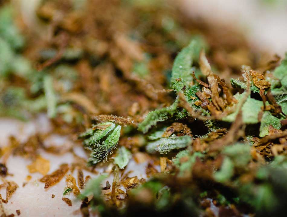 Can Moldy Weed Be Salvaged?