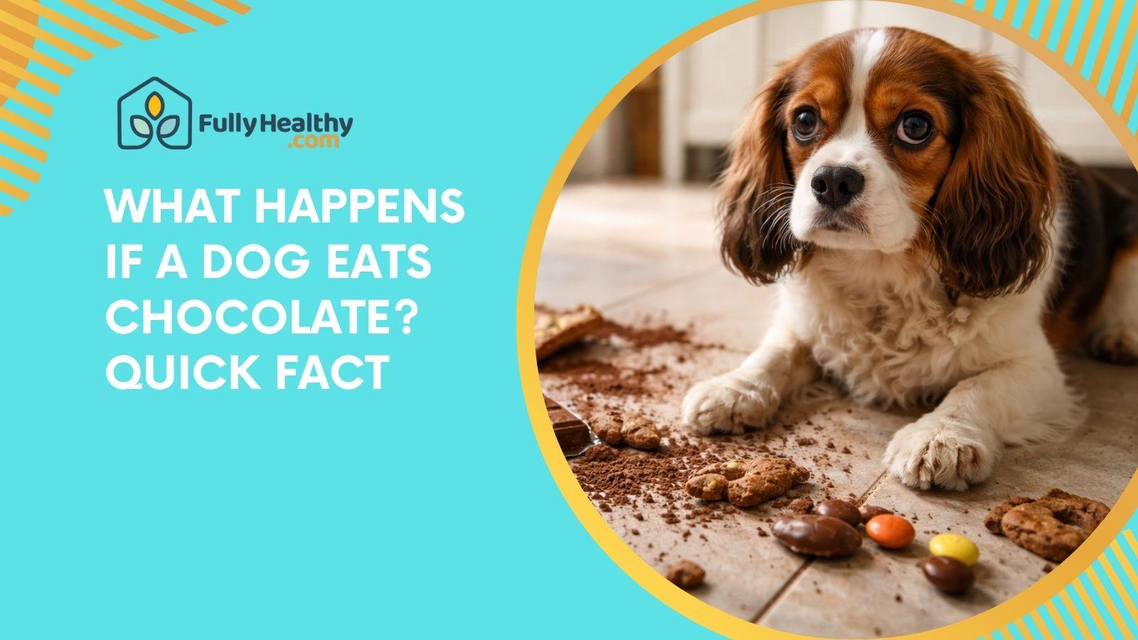 What Happens If a Dog Eats Chocolate? Quick Fact