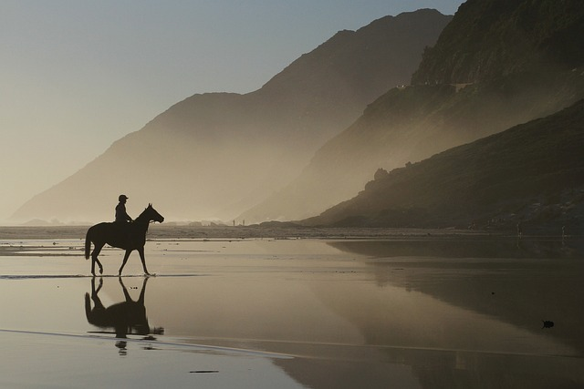 horse, mountains, lagoon, noordhoek in the morning, send flowers to south africa