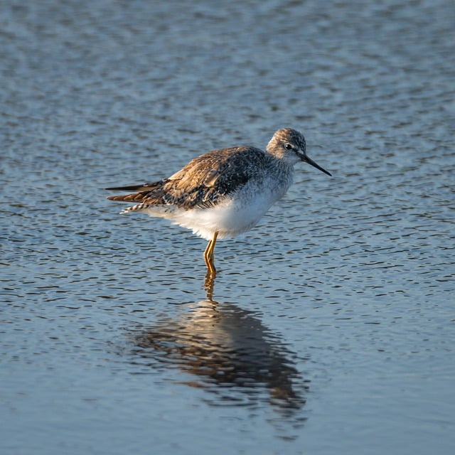 marsh wagtail, lake, waterfowl