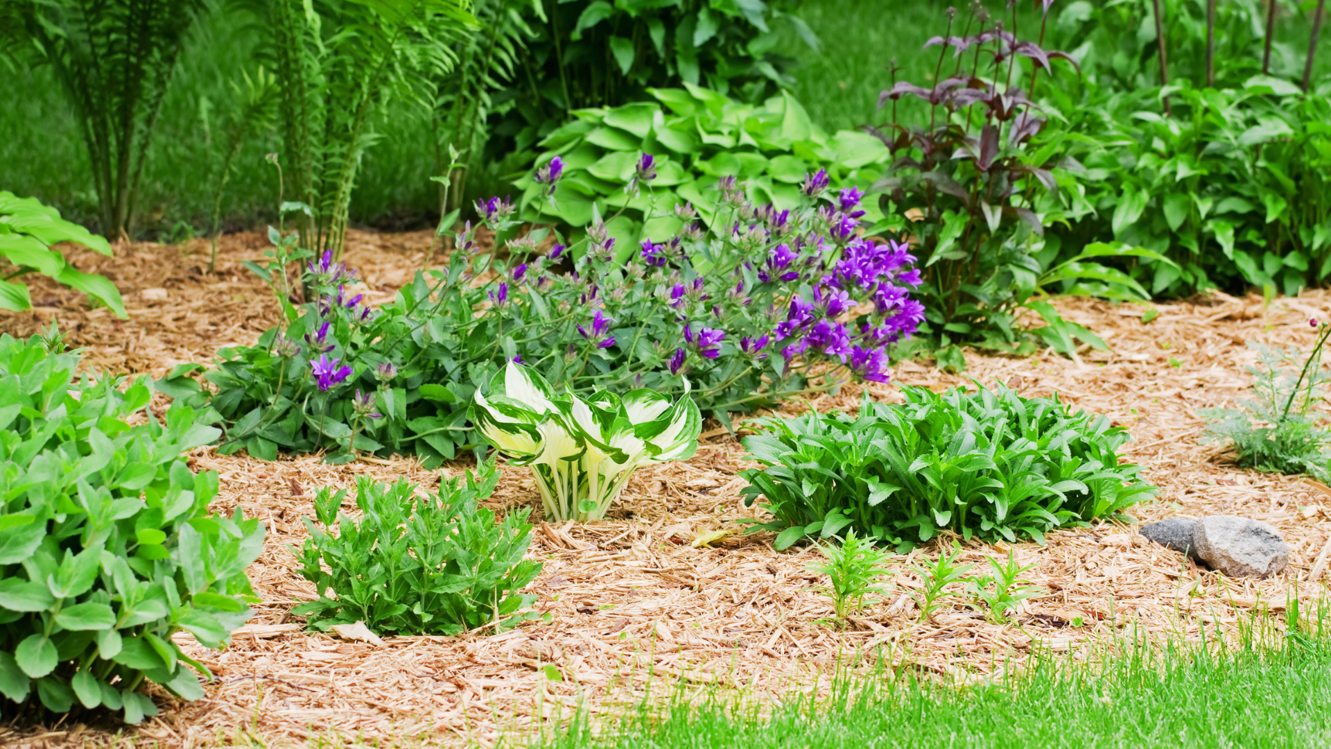 Pine wood chips in a flower garden. They're also useful in vegetable gardens too.
