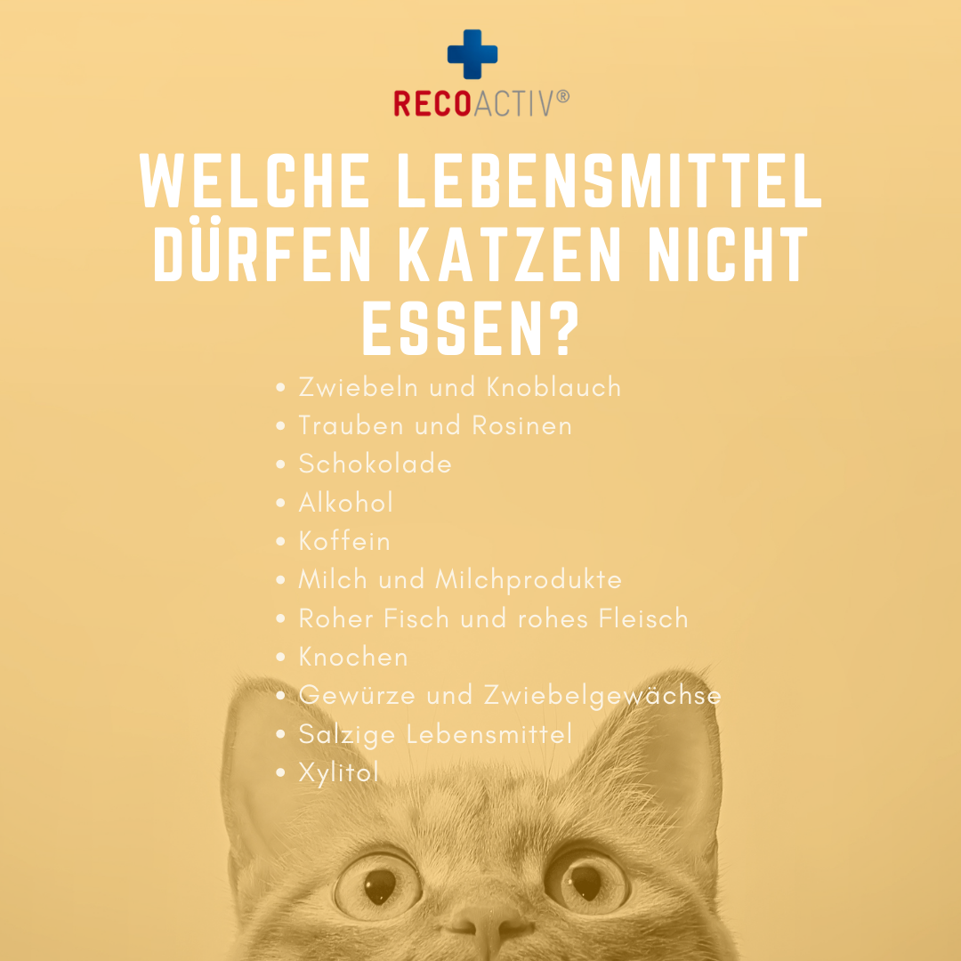 Infografik zu gelbem Erbrechen bei Katzen