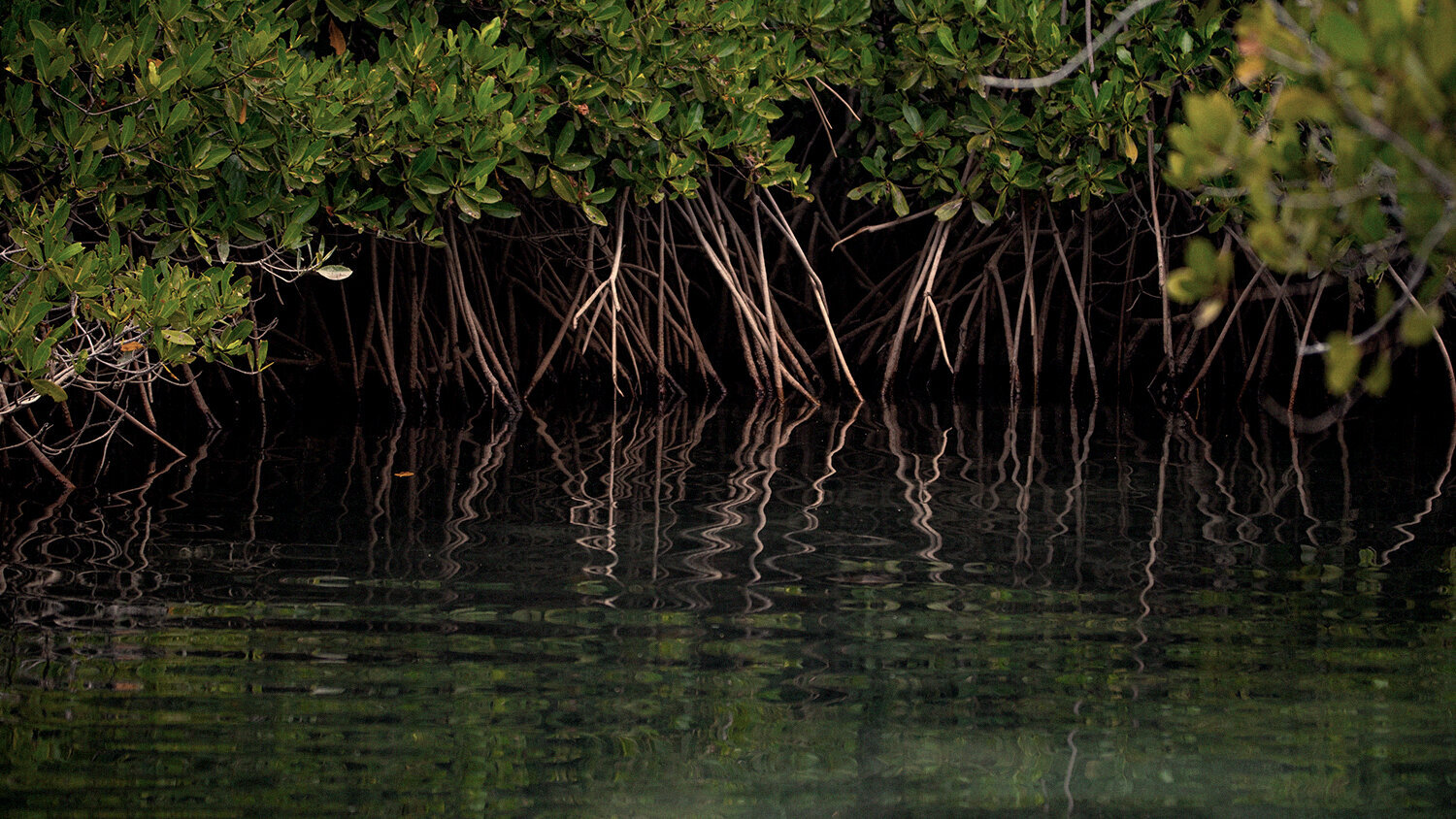 mangrove everglades, groves