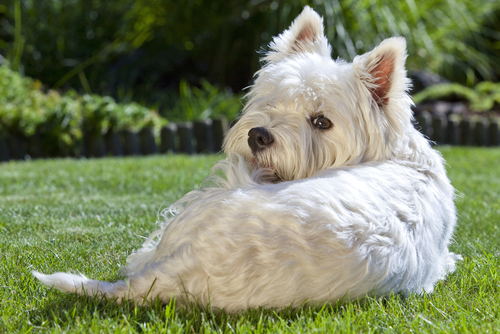 A West Highland Terrier laying in a yard 