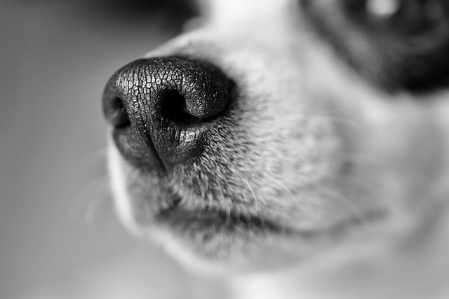 dog, jack russel, canine, pet, breed, animal, mammal, monochrome, muzzle, macro, nose, dog, nature, dog, nose, nose, nose, nose, nose