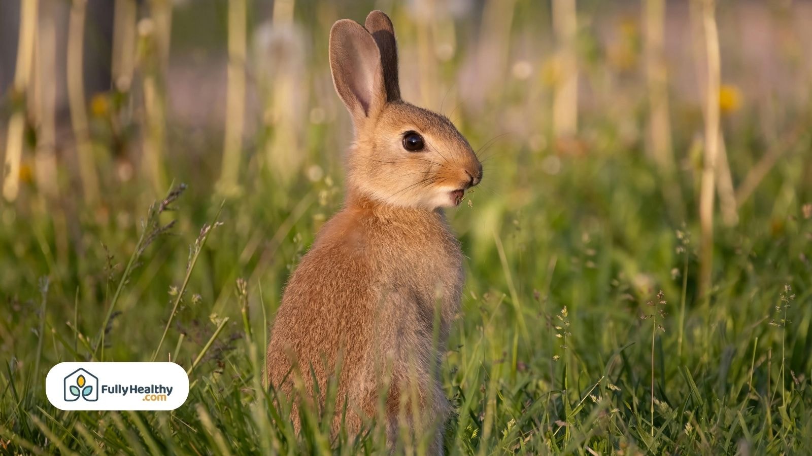 Brown wild rabbit sitting in tall fresh green grass field
