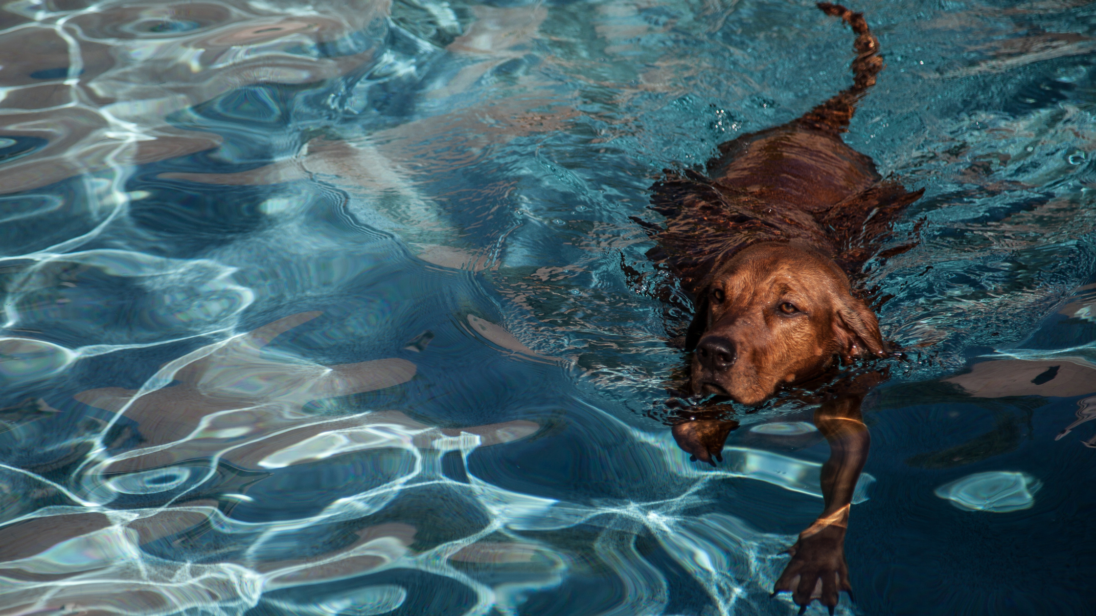 A redbone swimming in a pool