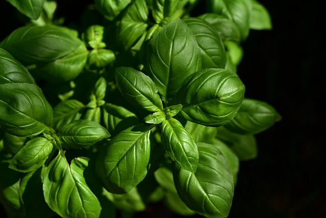 basil, herb, ingredient