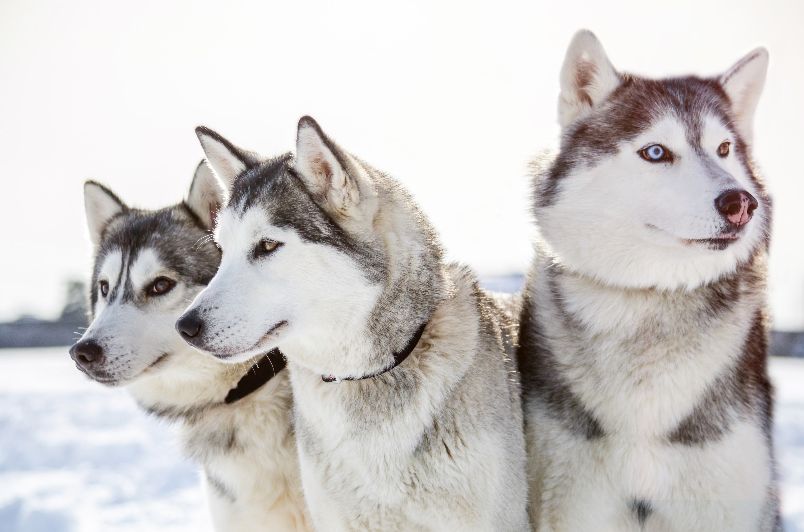 Three Siberian Huskys standing outside in the snow