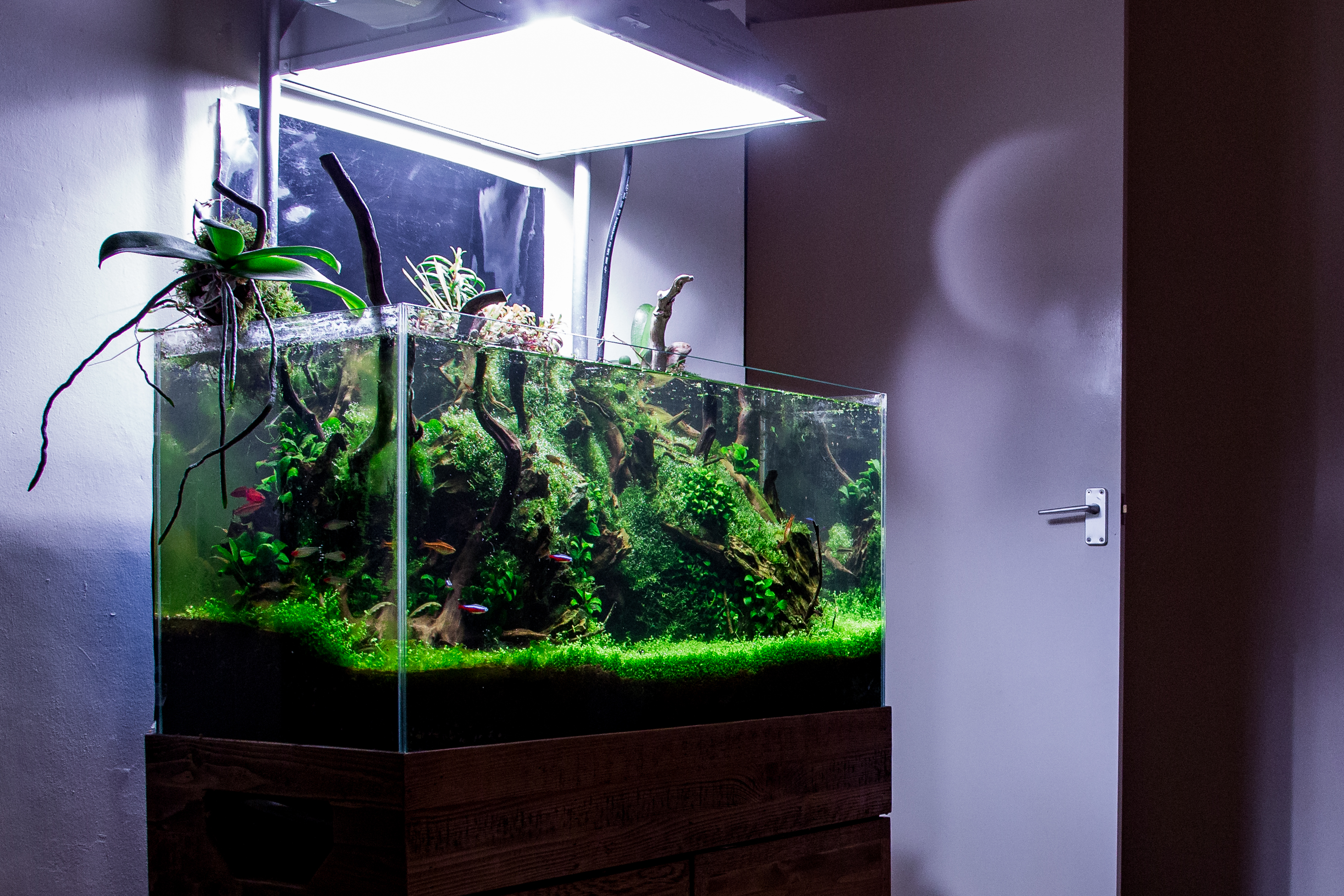 lighting a planted aquarium