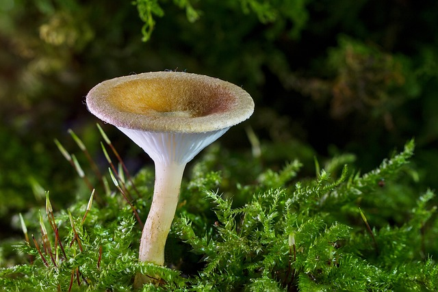 mushroom, mini mushroom, wild mushroom