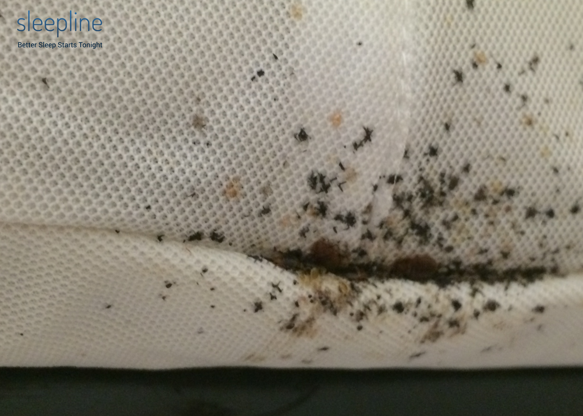 Signs of bed bugs in seams of mattress