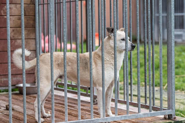 Dog Standing Behind A Metal Gate