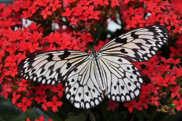 A black and white butterfly against red flowers, representing the idea of insects as transformation.