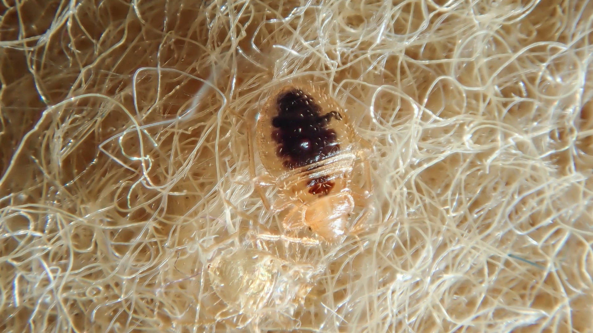 A bed bug blending into its environment on furniture upholstery.