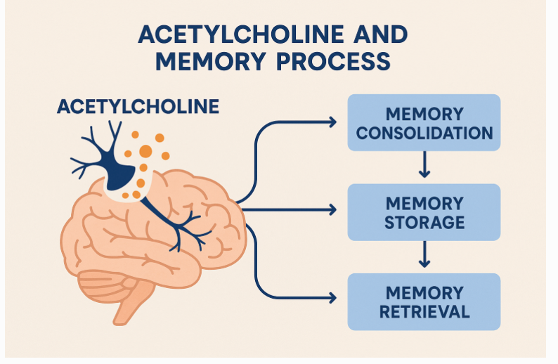 Diagram of acetylcholine process